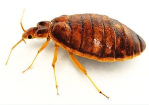 bed bug closeup